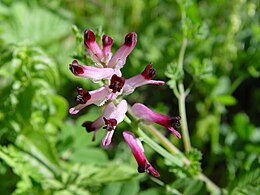 Vaistinė žvirbliarūtė (Fumaria officinalis)