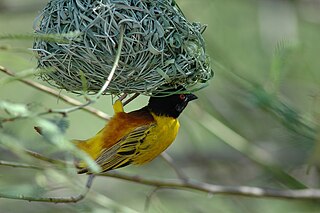 Golden-backed weaver Species of bird