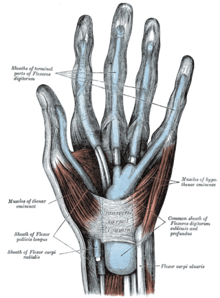 <span class="mw-page-title-main">Flexor retinaculum of the hand</span> Thickened fascia over the carpal tunnel