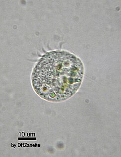 Oligotrich Subclass of single-celled organisms