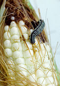 Helicoverpa zea larva feeding on corn Helicoverpa zea caterpillar.jpg