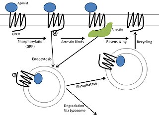 <span class="mw-page-title-main">Homologous desensitization</span> When a receptor decreases its response to an agonist at high concentration