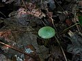 Hygrocybe psittacina.