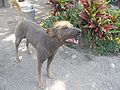 Inca Hairless Dog.JPG