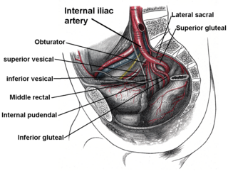 <span class="mw-page-title-main">Internal pudendal artery</span> Blood vessel supplying blood to the external genitalia