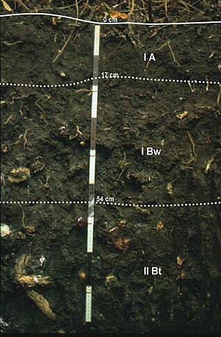 <span class="mw-page-title-main">Phaeozem</span> Type of soil