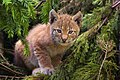 Lynx lynx (گنج بیر لینکس)