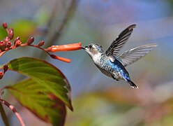 Colibri d'Elena