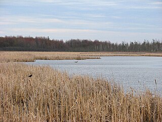 Mer Bleue Bog