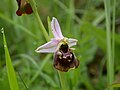 Thumbnail for Ophrys holosericea