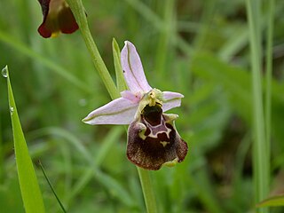 <i>Ophrys holosericea</i> Species of plant in the family Orchidaceae