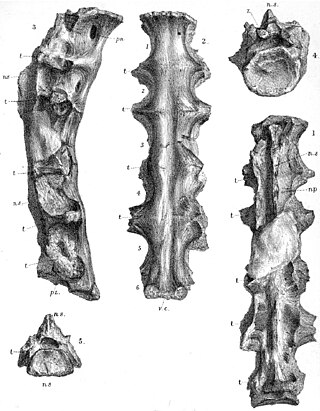 <i>Ornithodesmus</i> Extinct genus of dinosaurs