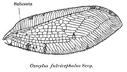 Wing of Osmylus fulvicephalus