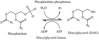 <span class="mw-page-title-main">Phosphatidate phosphatase</span>