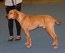 A Plott Hound with a red coat. Plotthound-red2.jpg