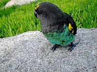 Meyer's parrot, occurs in woodland in northern and central Malawi Poicephalus meyeri1.jpg