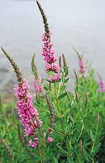 Lythraceae Family of flowering plants