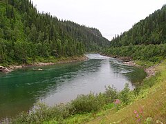 Hi ha molts rius i llacs a la taigà. Bosc boreal noruec prop del cercle polar àrtic a Rana.