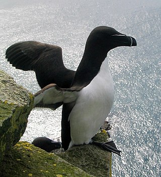 <span class="mw-page-title-main">Pan-Alcidae</span> Clade of birds