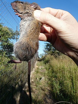 <span class="mw-page-title-main">Red rock rat</span> Species of rodent