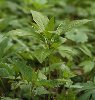 <i>Mercurialis</i> (plant) Genus of flowering plants in the spurge family Euphorbiaceae