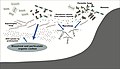 Image 48 Roles of fungi in the marine carbon cycle Roles of fungi in the marine carbon cycle by processing phytoplankton-derived organic matter. Parasitic fungi, as well as saprotrophic fungi, directly assimilate phytoplankton organic carbon. By releasing zoospores, the fungi bridge the trophic linkage to zooplankton, known as the mycoloop. By modifying the particulate and dissolved organic carbon, they can affect bacteria and the microbial loop. These processes may modify marine snow chemical composition and the subsequent functioning of the biological carbon pump. (from Marine fungi)