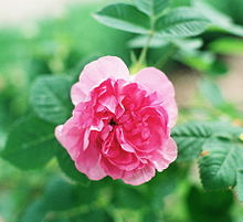 'Empress Josephine' Rosa 'Empress Josephine'.jpg