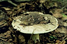 Juodmėsė ūmėdė (Russula adusta)