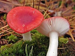 Ģints un visas dzimtas tipiskā suga — sīvā bērzlape (Russula emetica)