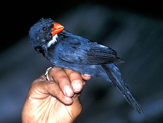 <span class="mw-page-title-main">Slate-coloured grosbeak</span> Species of bird