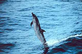 <span class="mw-page-title-main">Pantropical spotted dolphin</span> Species of mammal