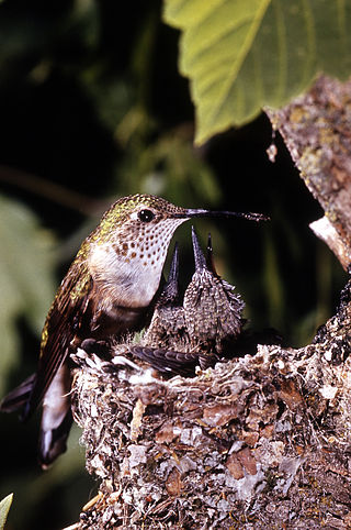 <i>Selasphorus</i> Genus of birds