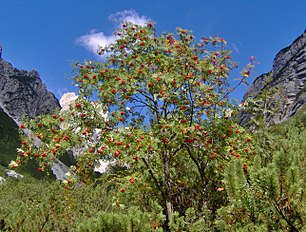 شابلون:Langswitch (Sorbus aucuparia)