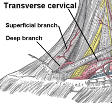 Superficial and deep branches.png