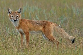 Cáo nhanh (Vulpes velox), Colorado