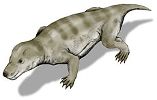 Thrinaxodon liorhinus