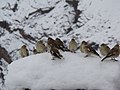 Tibetan Snowfinch.JPG