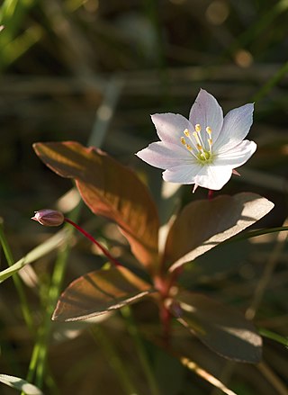 <i>Lysimachia europaea</i> Species of flowering plant in the family Primulaceae