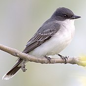 Eastern kingbird