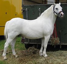 Vue de profil d'un cheval blanc