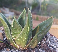 Young Haworthiopsis scabra var. smitii in cultivation