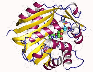 <span class="mw-page-title-main">Phenylethanolamine N-methyltransferase</span> Mammalian protein found in Homo sapiens