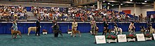 Part of the AKC hound group at a show in Houston, Texas AKC hounds.jpg