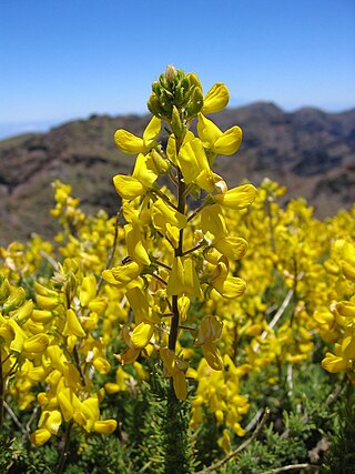 <i>Adenocarpus</i> Genus of legumes