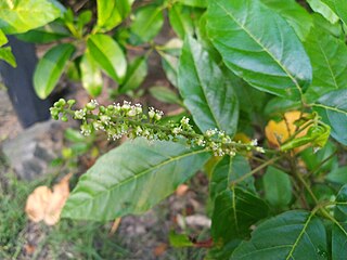 Flowers - QLD, Australia, April 2022