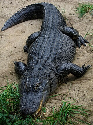 <span class="mw-page-title-main">American alligator</span> Crocodilian native to the Southeastern United States