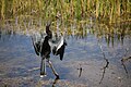 8 - Anhinga anhinga created, uploaded and nominated by Dschwen