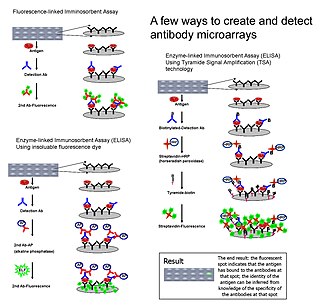 <span class="mw-page-title-main">Antibody microarray</span>