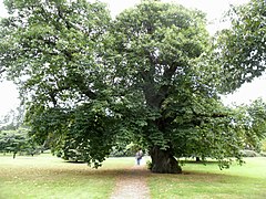 Castanea sativa