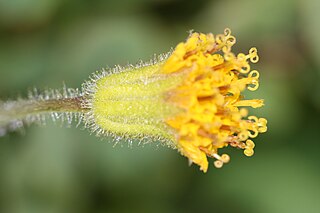 <i>Arnica parryi</i> Species of flowering plant